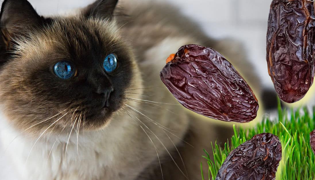 Can Cats Eat Dates