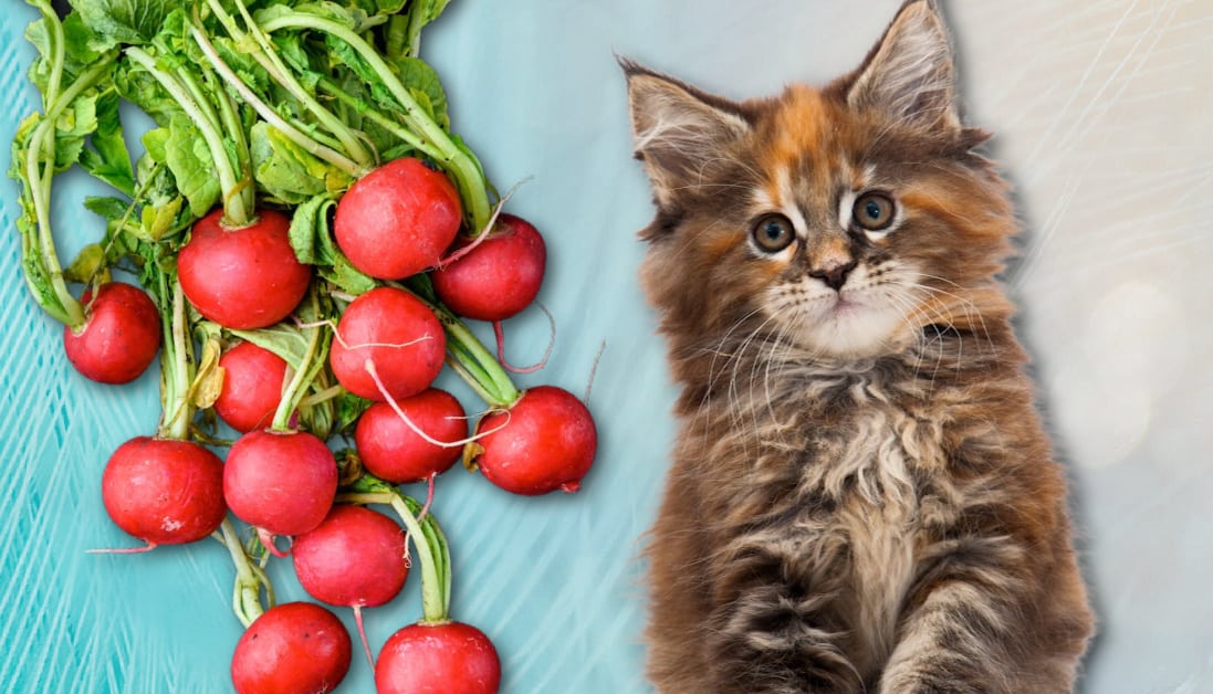Can Cats Eat Radishes? Deciphering Veggie Safety for Cats