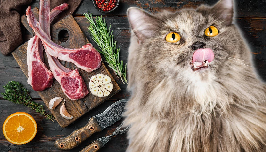 View of Can Cats Eat Lamb? Red Meat Considerations for Cats