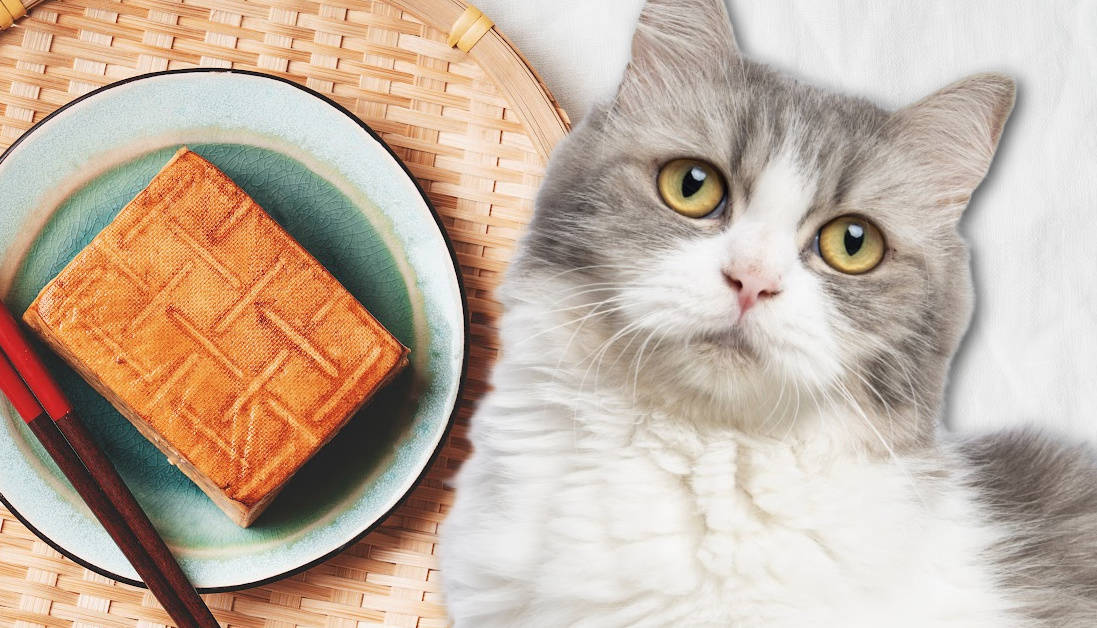Can Cats Eat Tofu? The Vet’s Verdict!