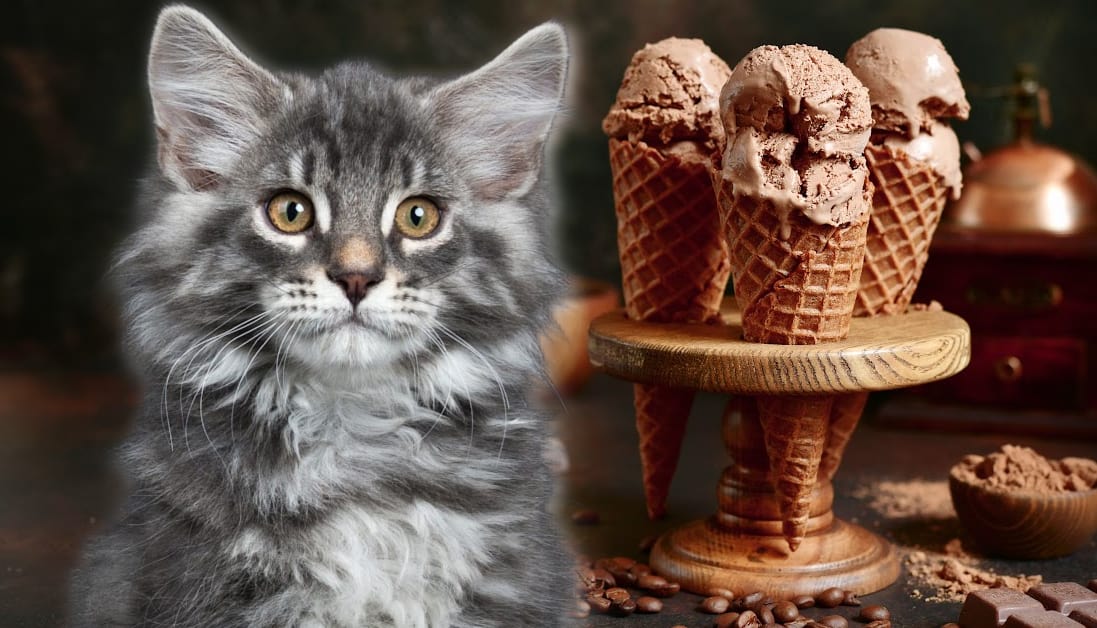 Can Cats Eat Chocolate Ice Cream The Cold Hard Facts Can My Cat Eat That
