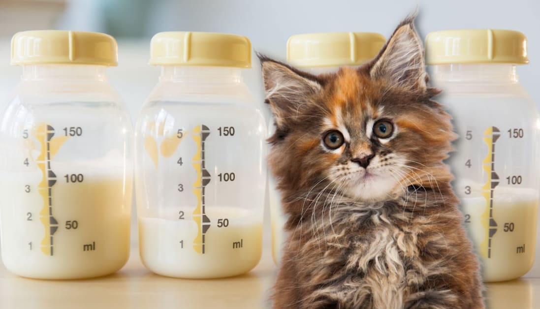 can cats have human milk Black Friday Top Sellers