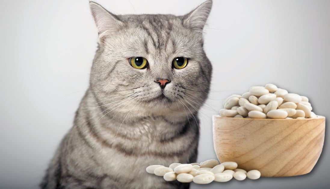 Can Cats Eat White Beans Pros And Cons In Feline Nutrition Can My