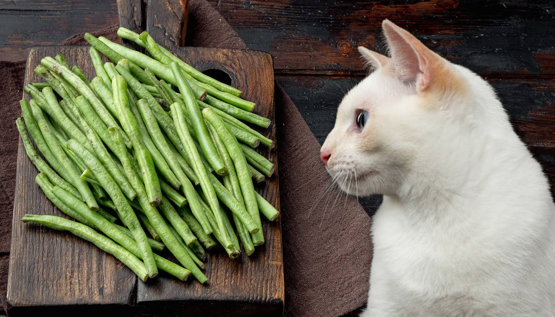 can-cats-eat-raw-green-beans-uncooked-vegetable-safety-for-cats-can