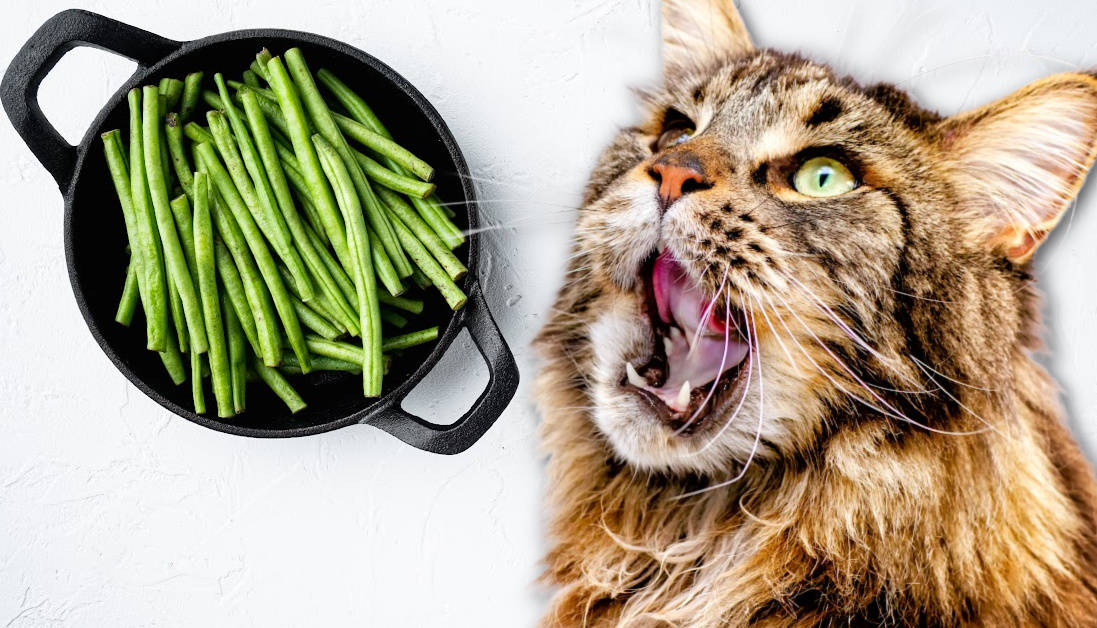 can-cats-eat-string-beans-a-guide-to-green-beans-for-cats-can-my-cat