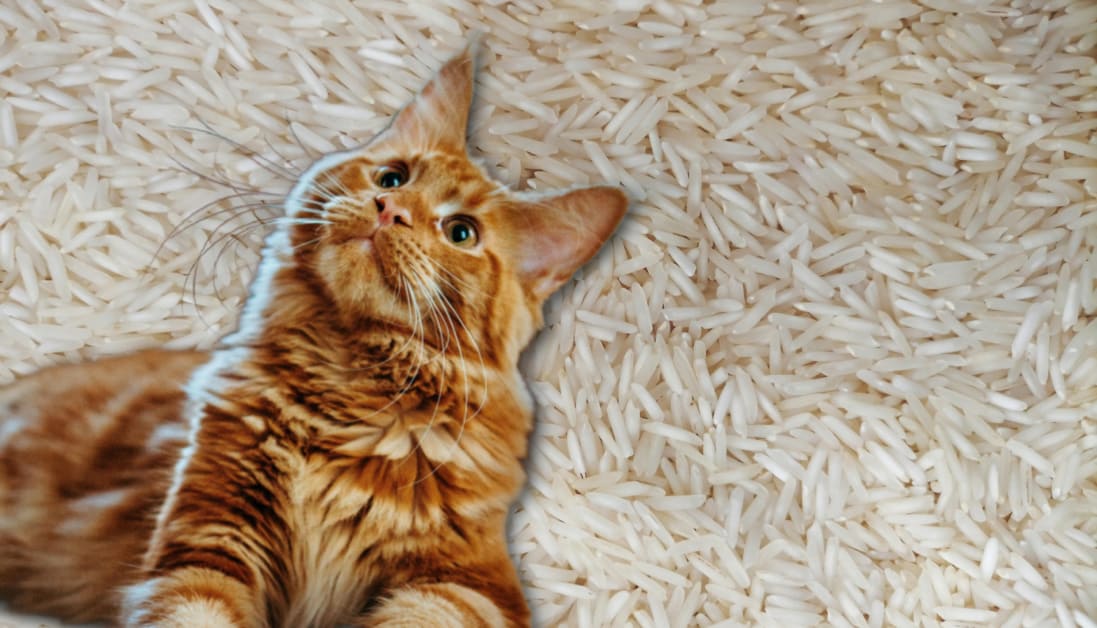 Can Cats Eat Basmati Rice? Nutritional Facts for Cat Owners - Can My ...